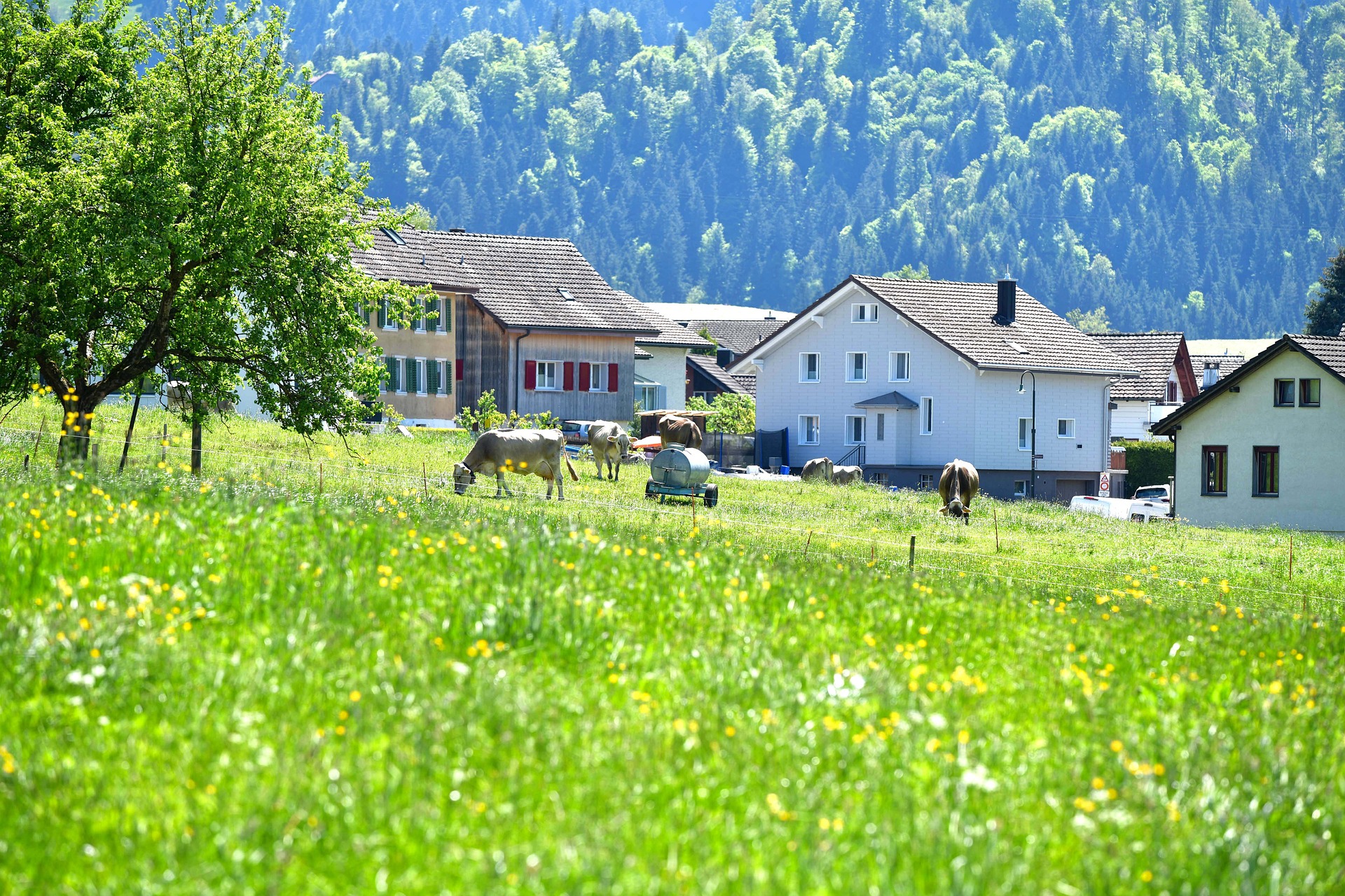 haus_grune_wiese.jpg