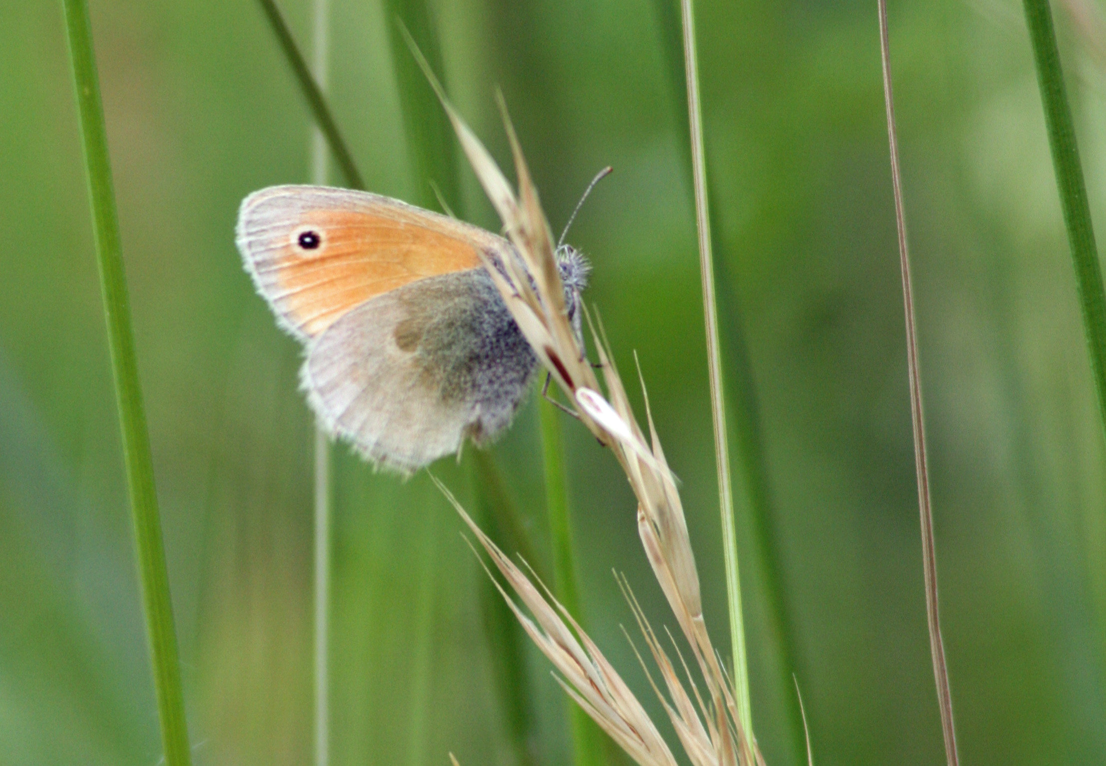 wiesenvoegelchen.jpg