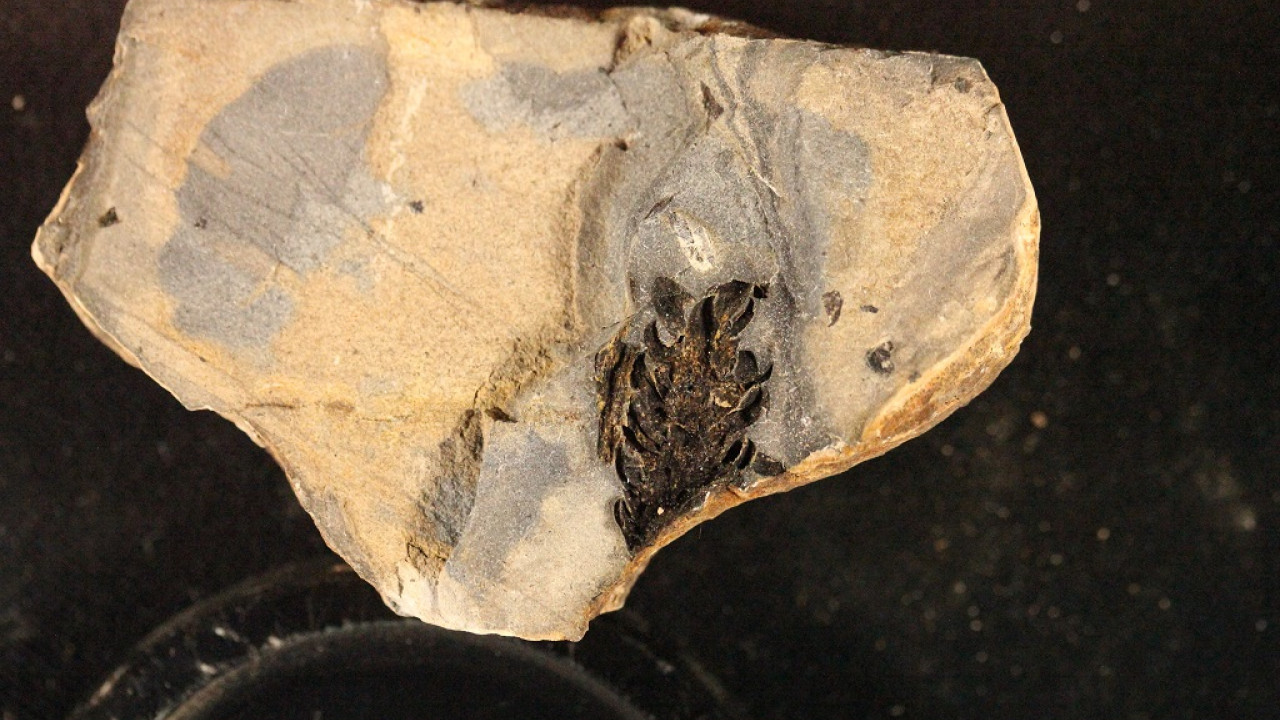 fossili, pigna fossile
