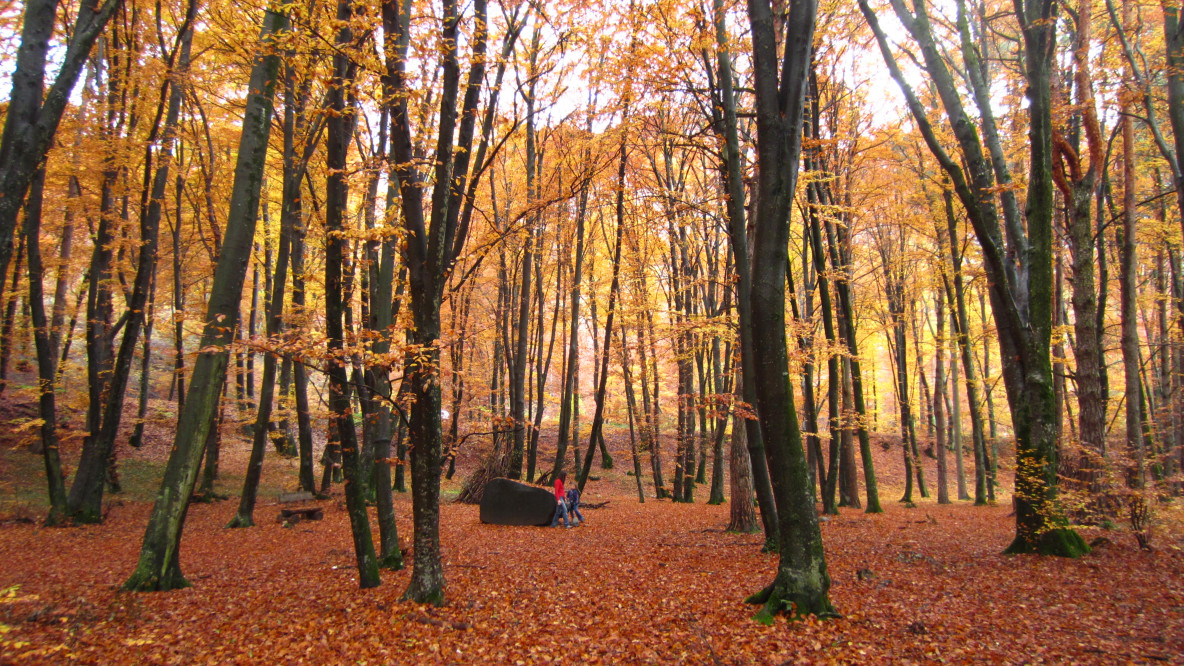 Altenburger Wald