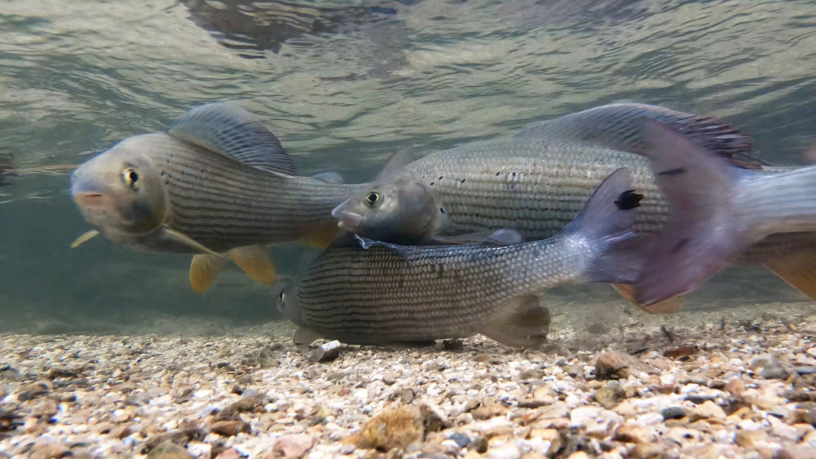 Fische