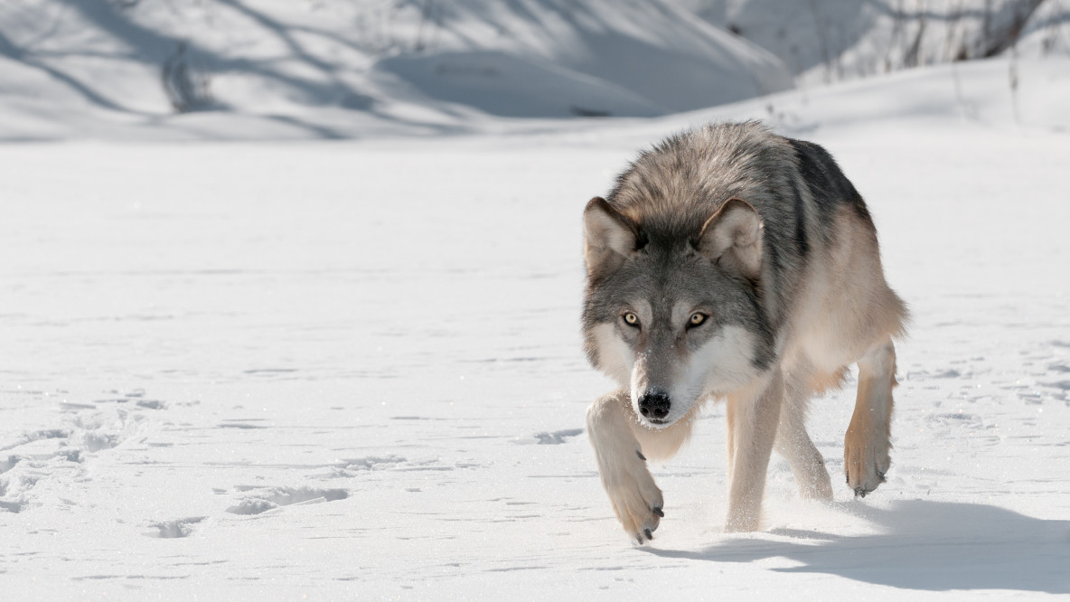  Wolf im Winter schleicht durch den Schnee