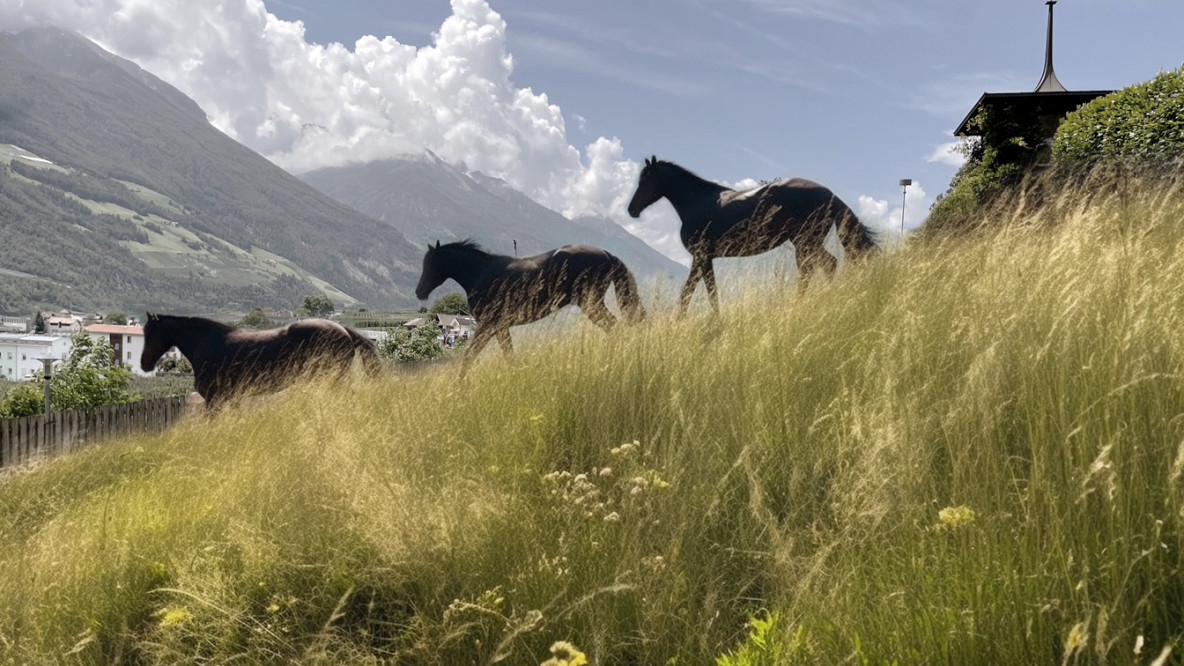 Pferde auf dem Grundstück "Rosswies"