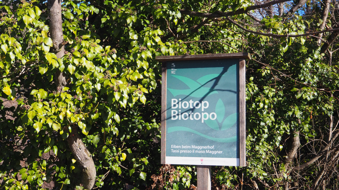 Hier beim Biotop-Schild beginnt der Steig zum Wangener Bach