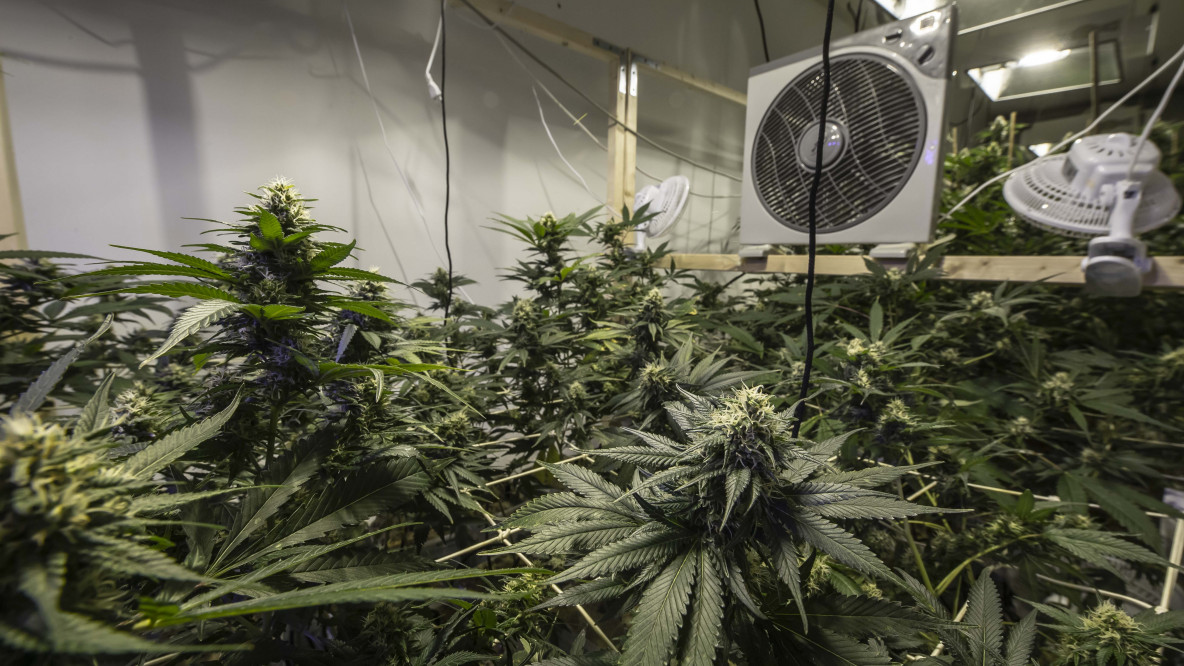 coltivazione cannabis