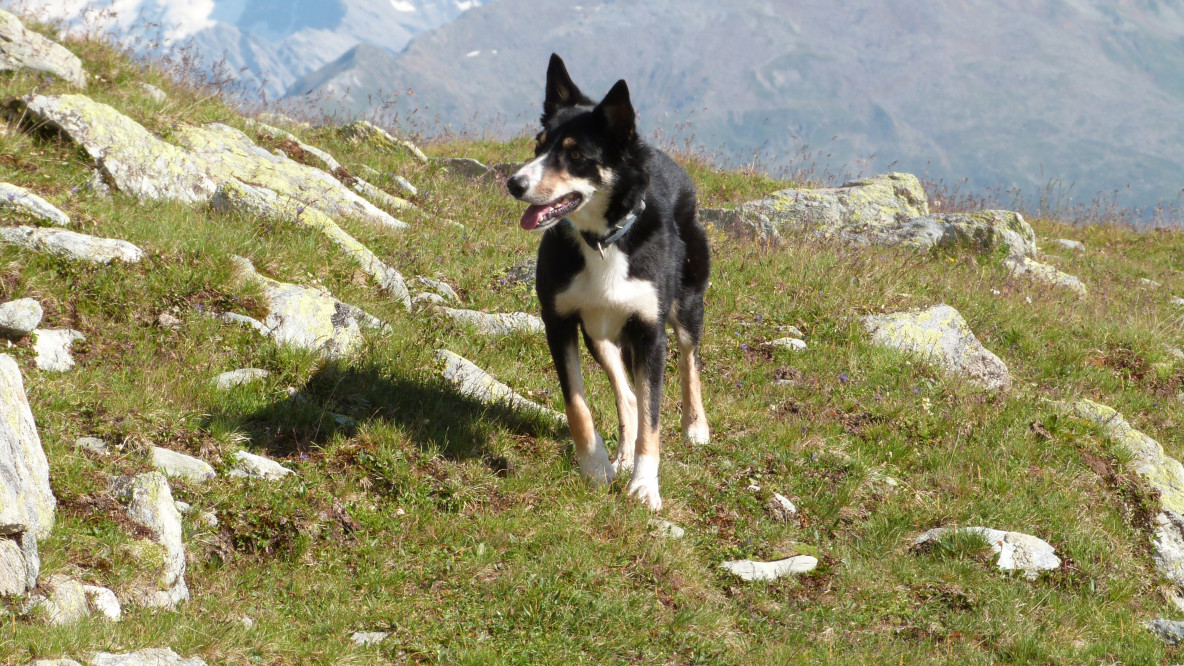 Herdenschutzhund