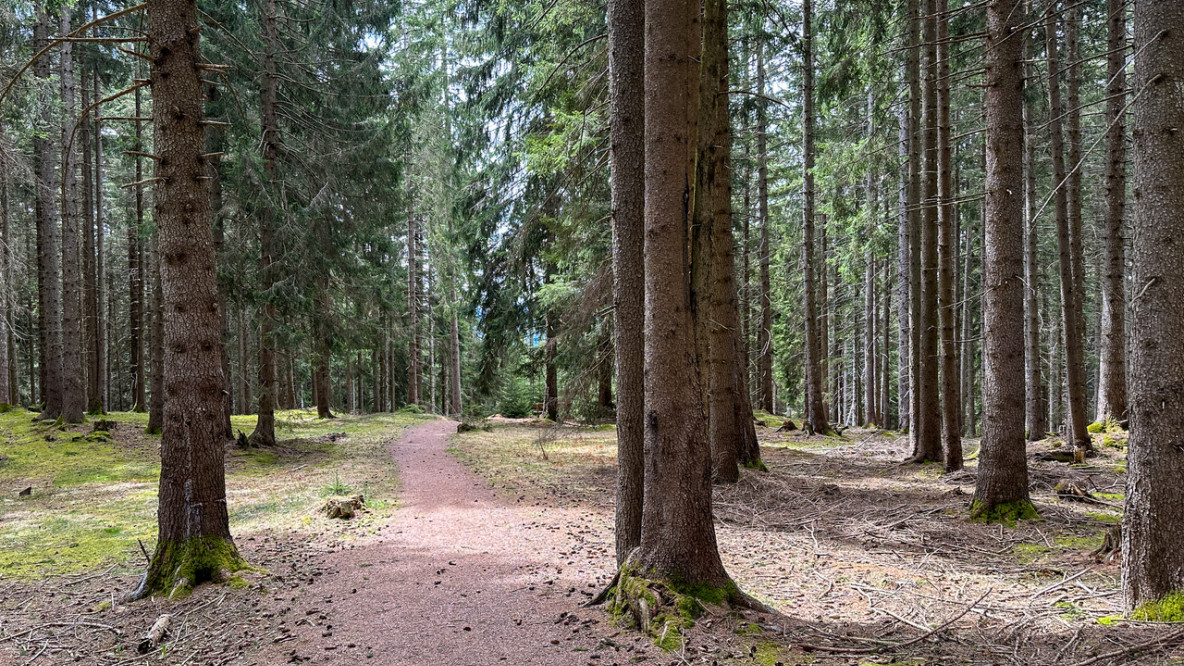 Waldweg