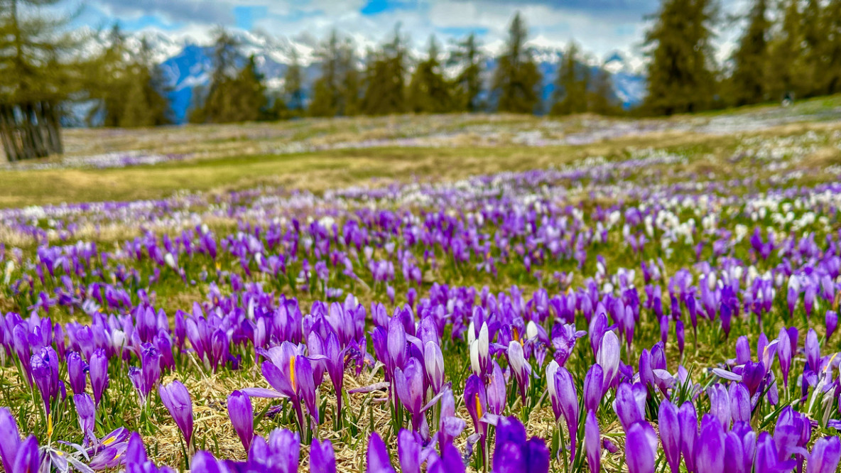 Mölten Krokusblüte