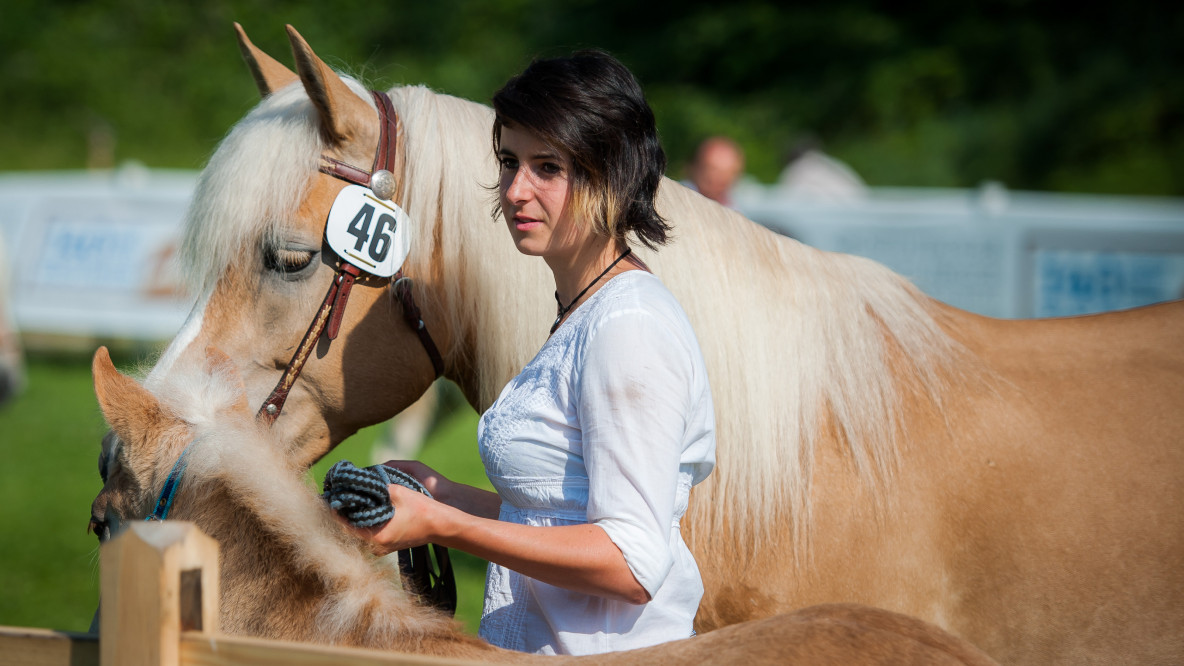 Haflinger