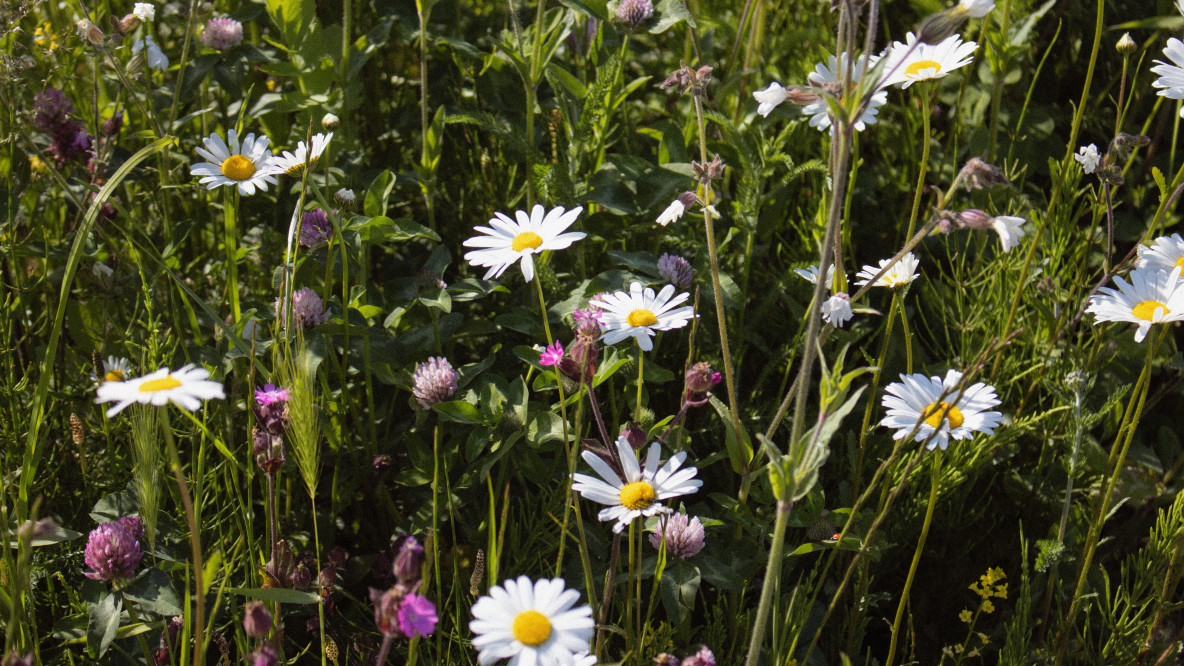 Blumenwiese