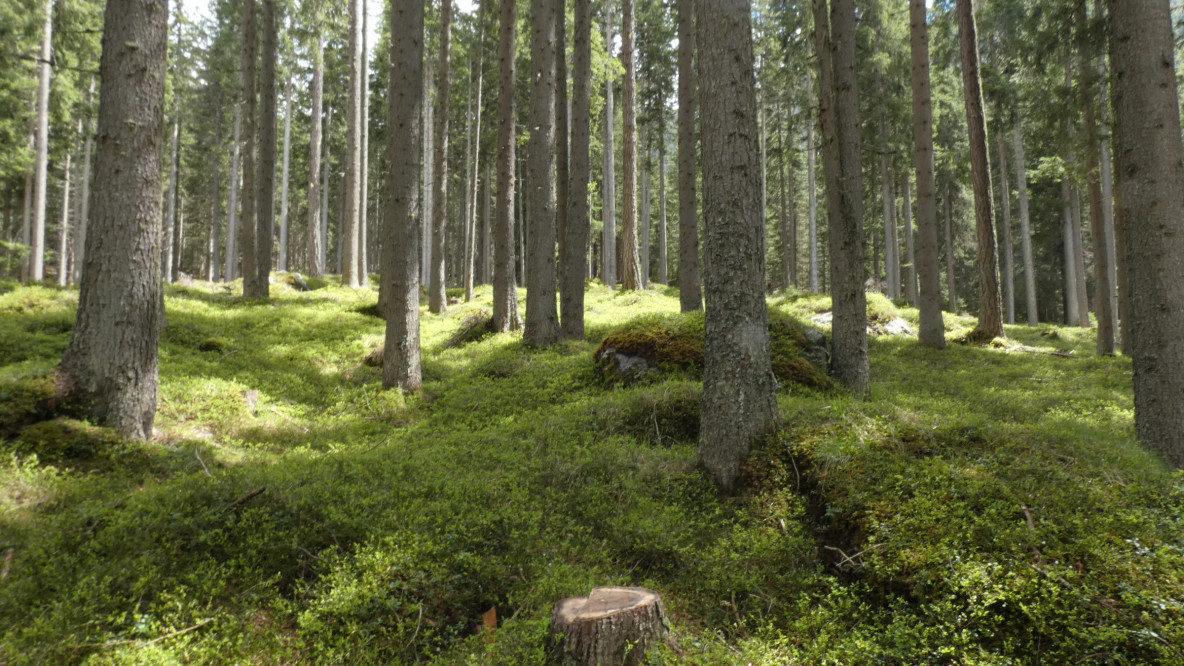 Wald in Antholz