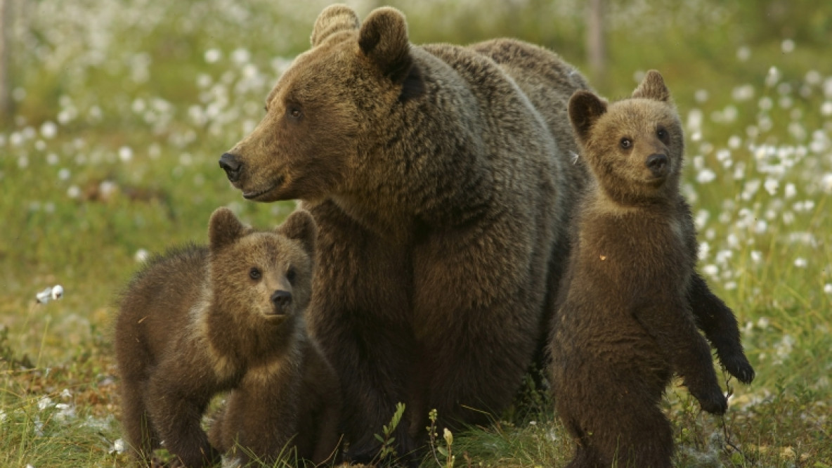 orsa cuccioli