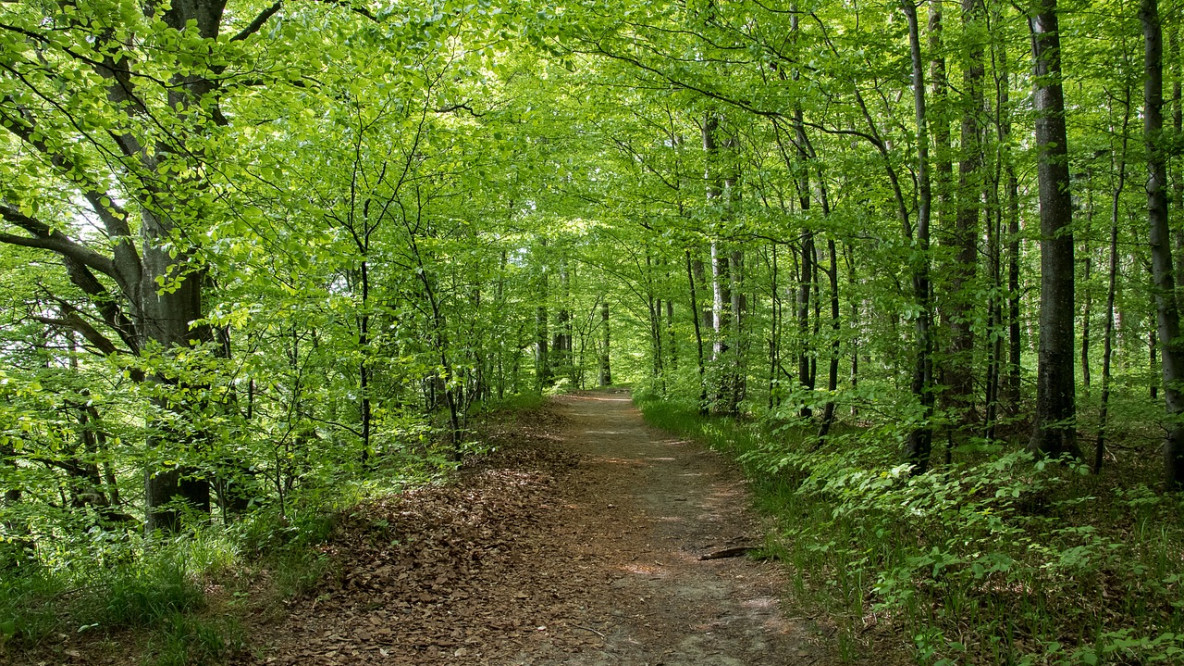 Wald in Eppan