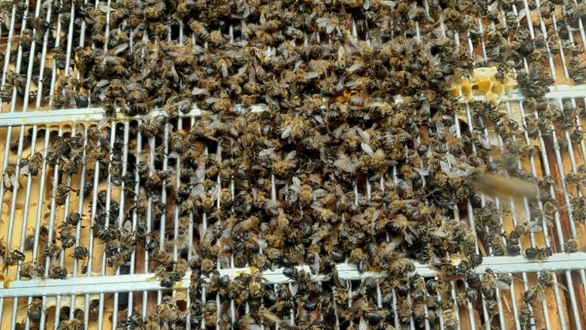 Tote Bienen