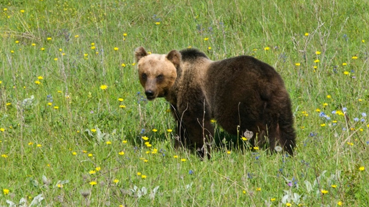 orso marsicano