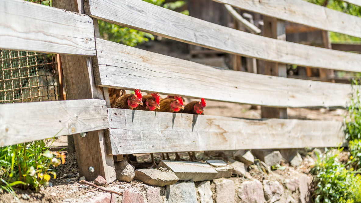  Quattro galline curiosamente sporgono le teste attraverso le assi di una staccionata di legno in una fattoria. Sullo sfondo, si intravede un ambiente rurale con vegetazione verde. Le galline sono allineate e osservano l'esterno, creando un'immagine simpatica e naturale della vita di campagna.