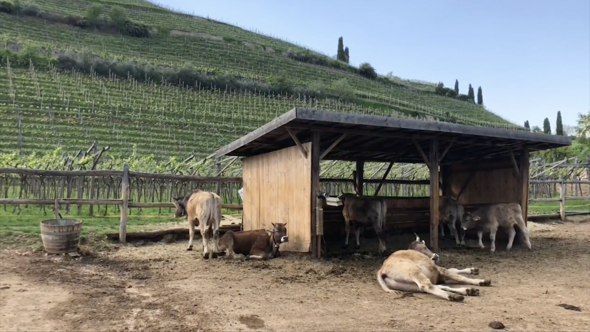 Sulle strade dei vini