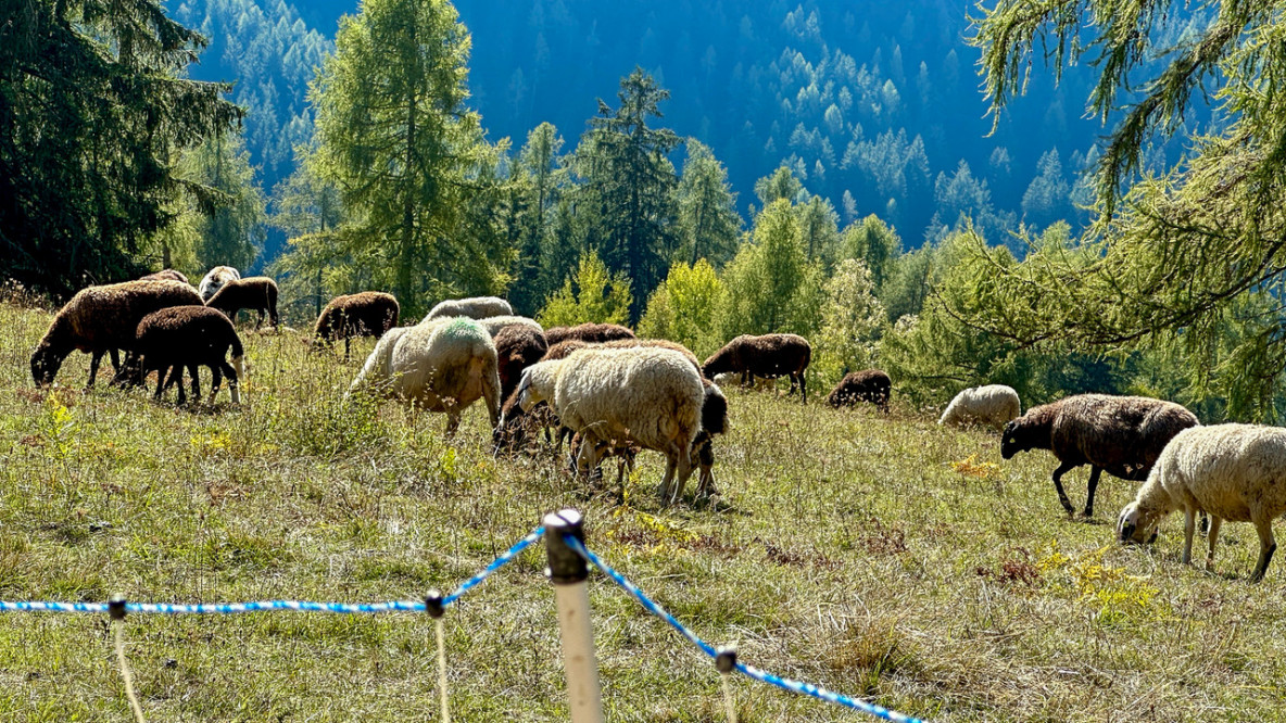 Schafe hinter einem wolfssicheren Elektroweieezaun
