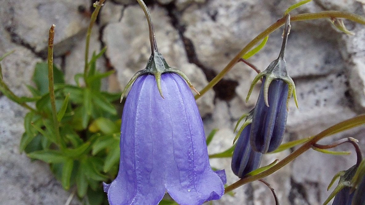 Zwerg-Glockenblume