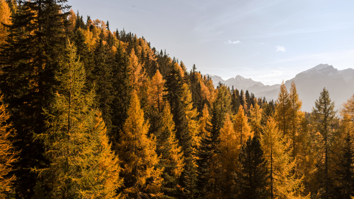 Forest in autumn.