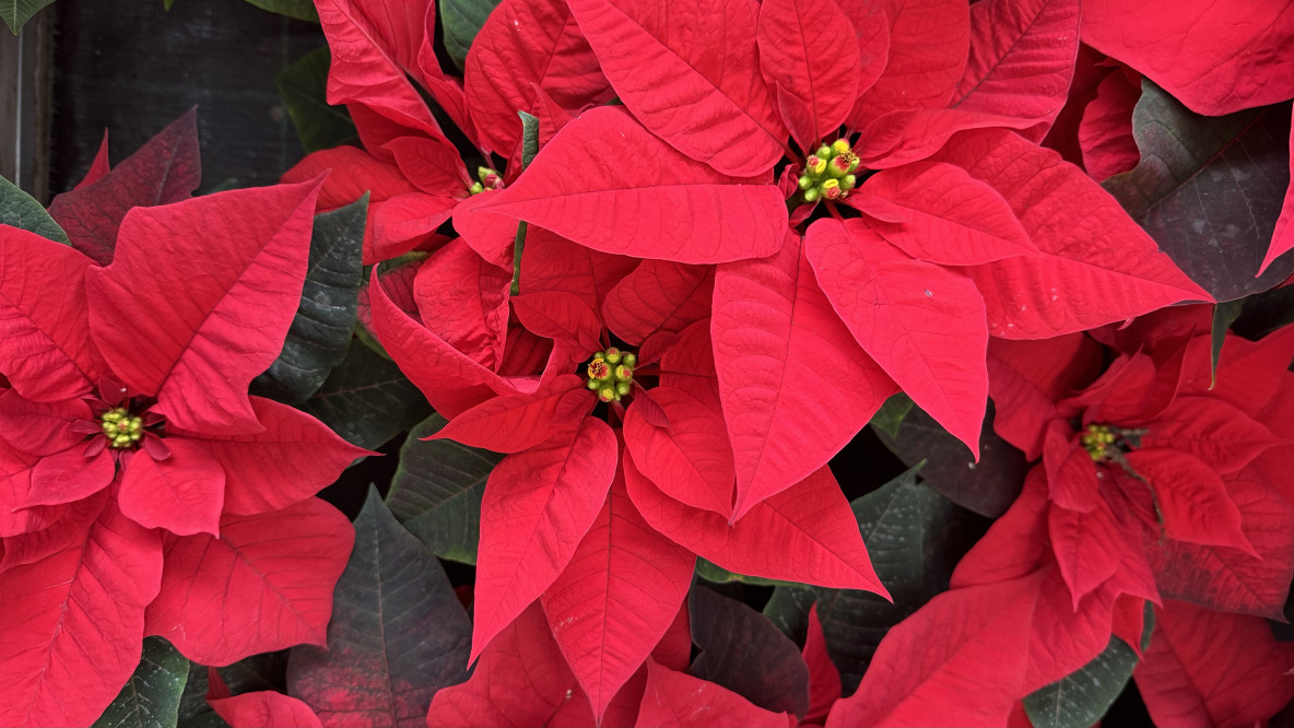 Weihnachtsstern euphorbia pulcherrima 