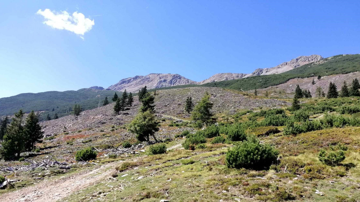 Im Durnholzer Tal wird seit Jahren großflächig Latschenwald gerodet. Foto: Thomas Benedikter