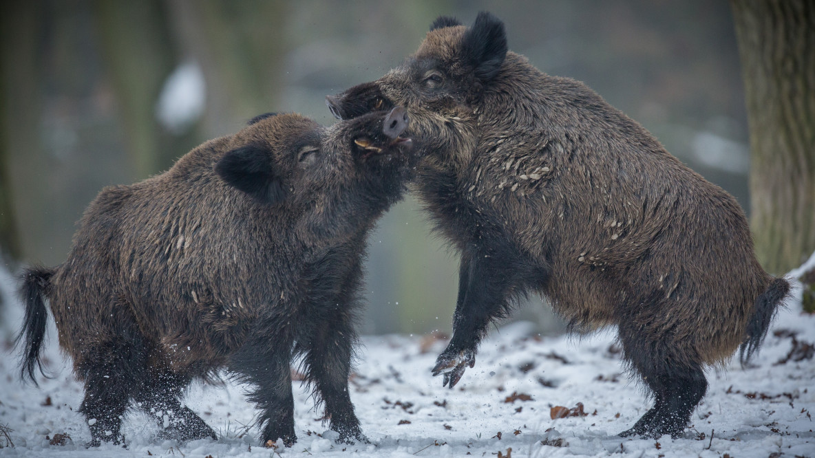 Wildschweine