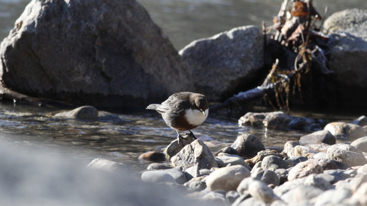 Wasseramsel