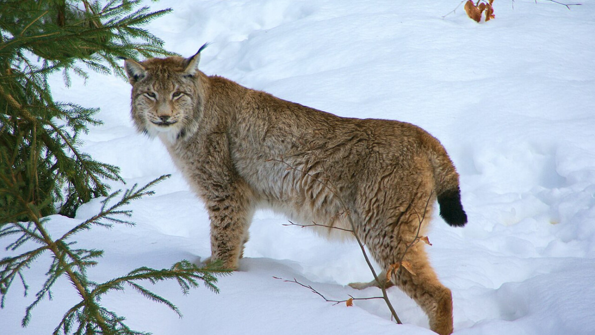 luchs