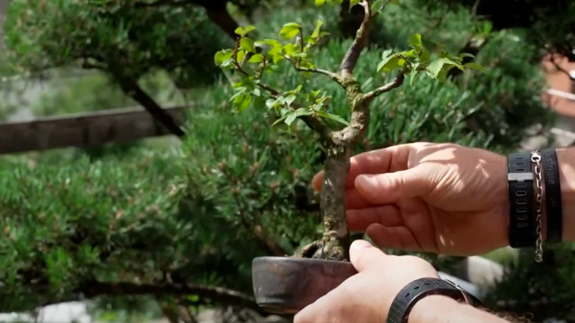 Bonsai