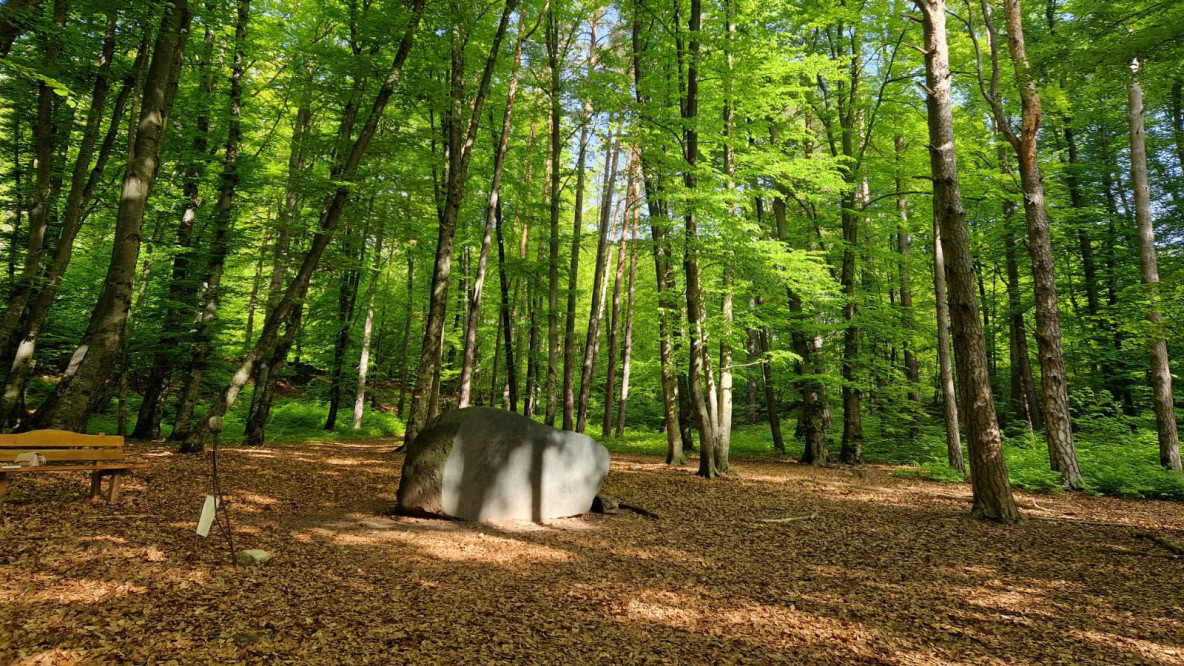 Wald in Kaltern