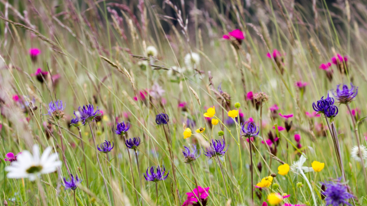 Blumenwiesen