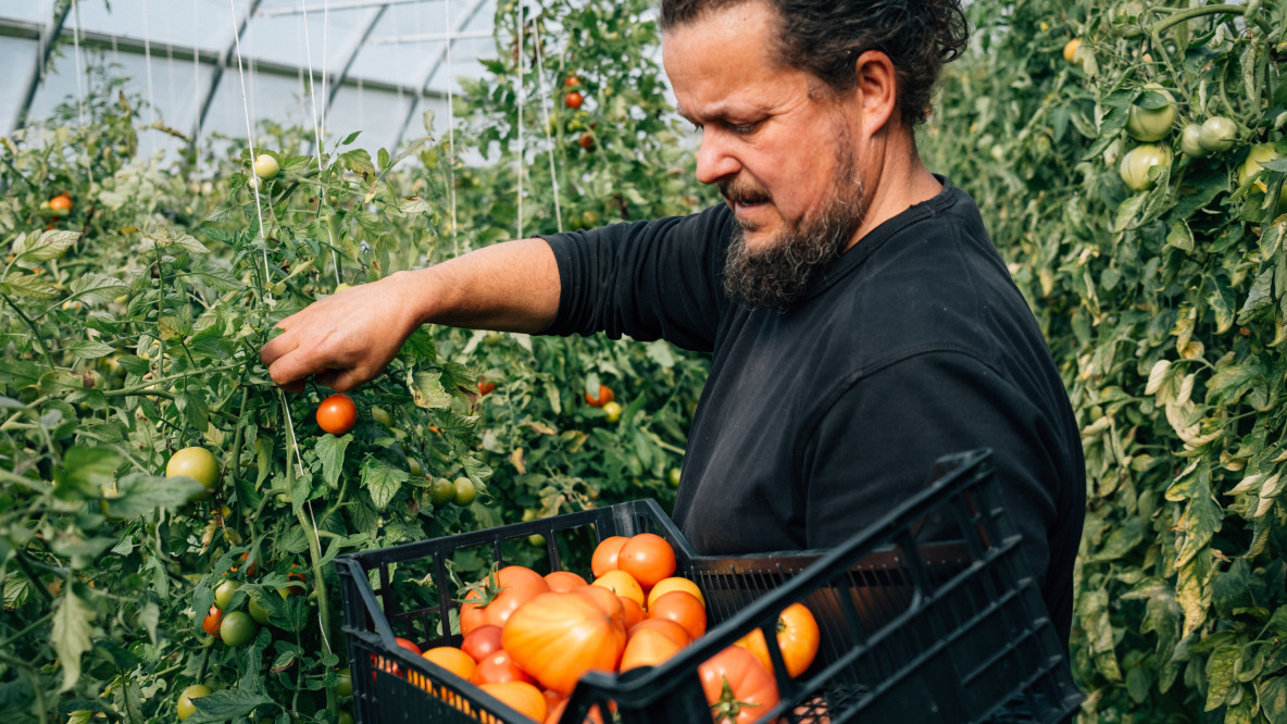 Gezielte Marktstrategien, bessere Exportförderung und den Aufbau spezialisierter Logistikplattformen für Bio-Produkte.