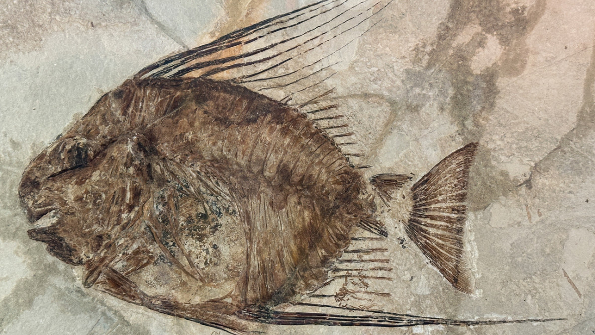 Das kleinste Detail ist vom versteinerten Fisch zu sehen