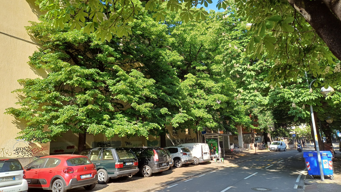 Alberi da salvare in via Diaz prima che vengano abbattuti per il cantiere del polo bibliotecario