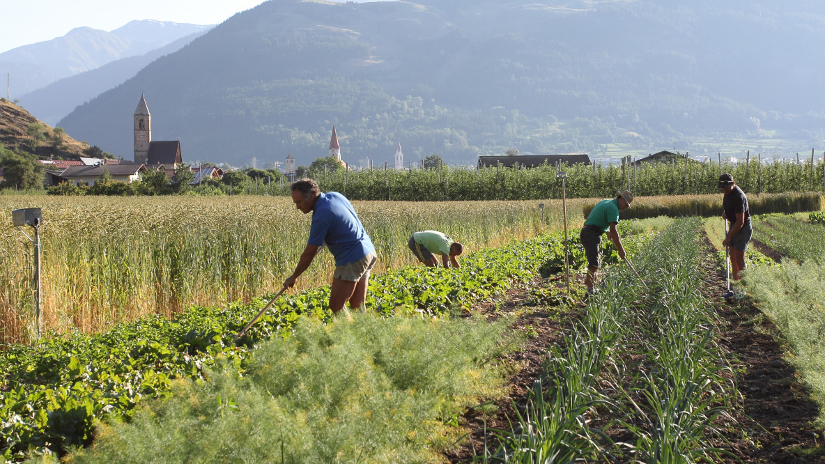 Vinterra_Feld