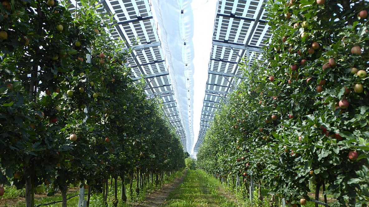 Obstanbau unter einer Agri-PV-Anlage bei Kressborn am Bodensee