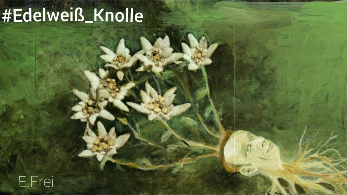 edelweiss_knolle