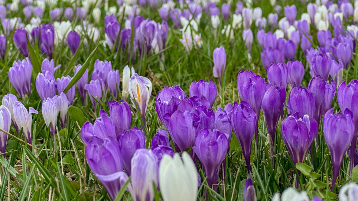 Krokusblüte