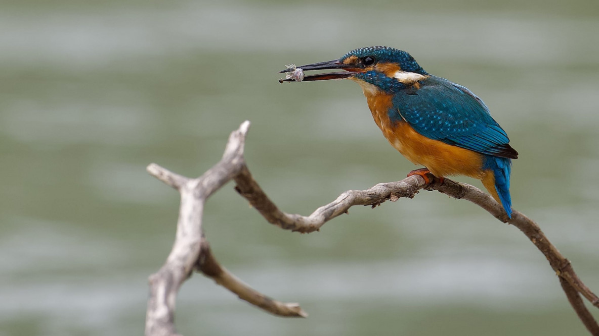 Eisvogel