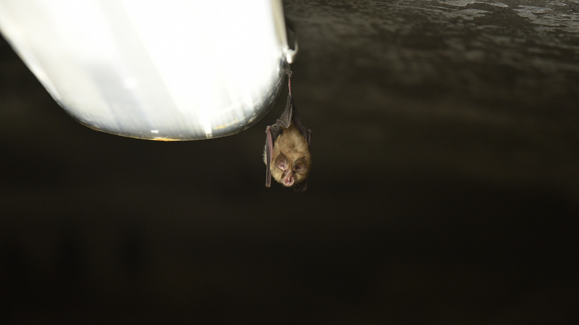 Pipistrelli