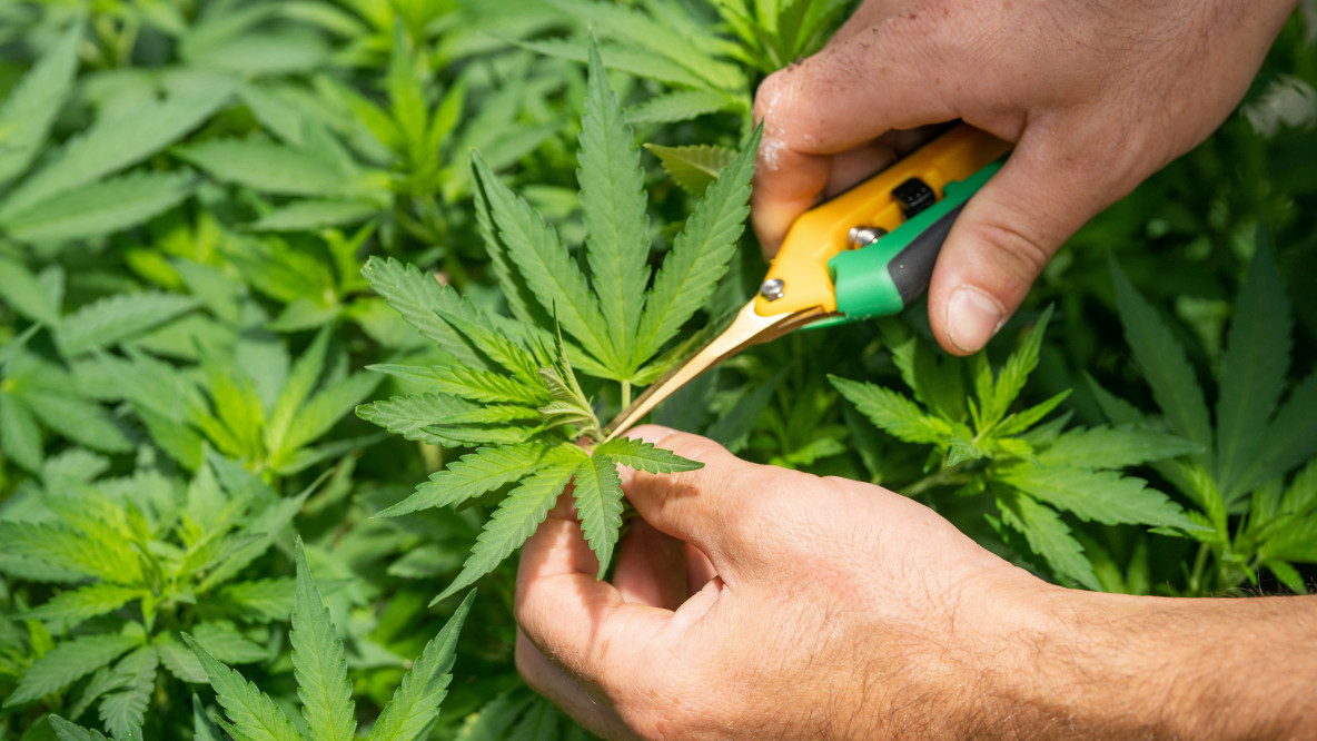 Cannabis Farming
