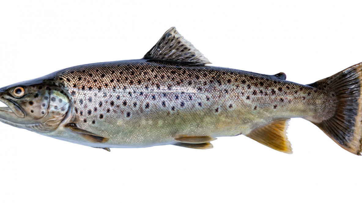Frischer Fisch