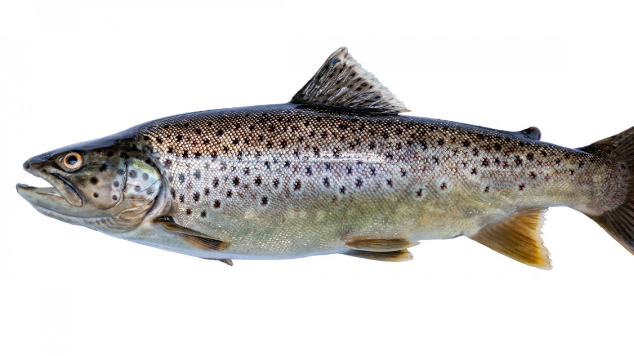 Frischer Fisch
