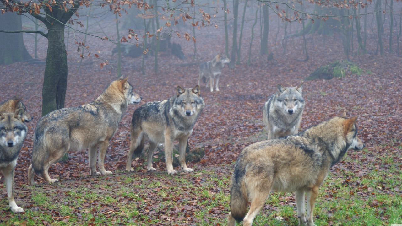 Wolfsrudel