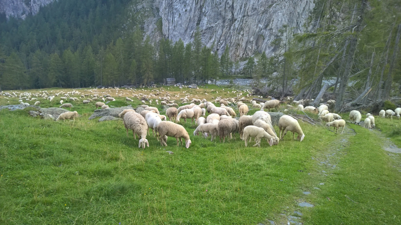 Schafe auf der Weide