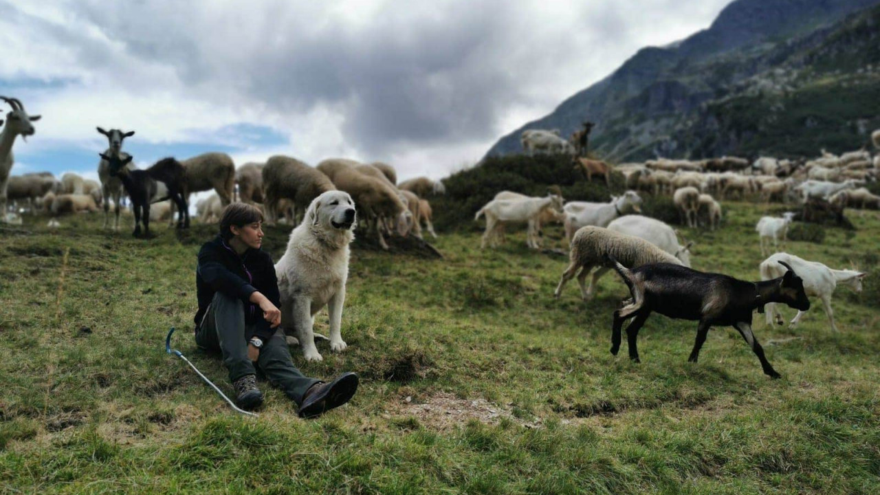 Hirtin auf Alm mit Ziegen und Schafen