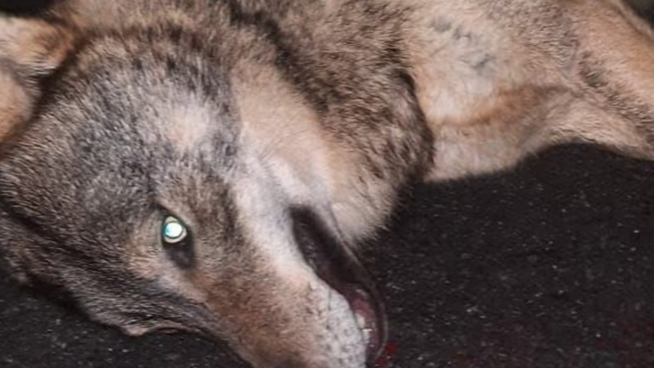 Im Obervinschgau getöteter Wolf