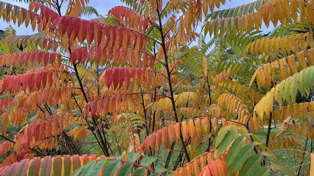 Herbst