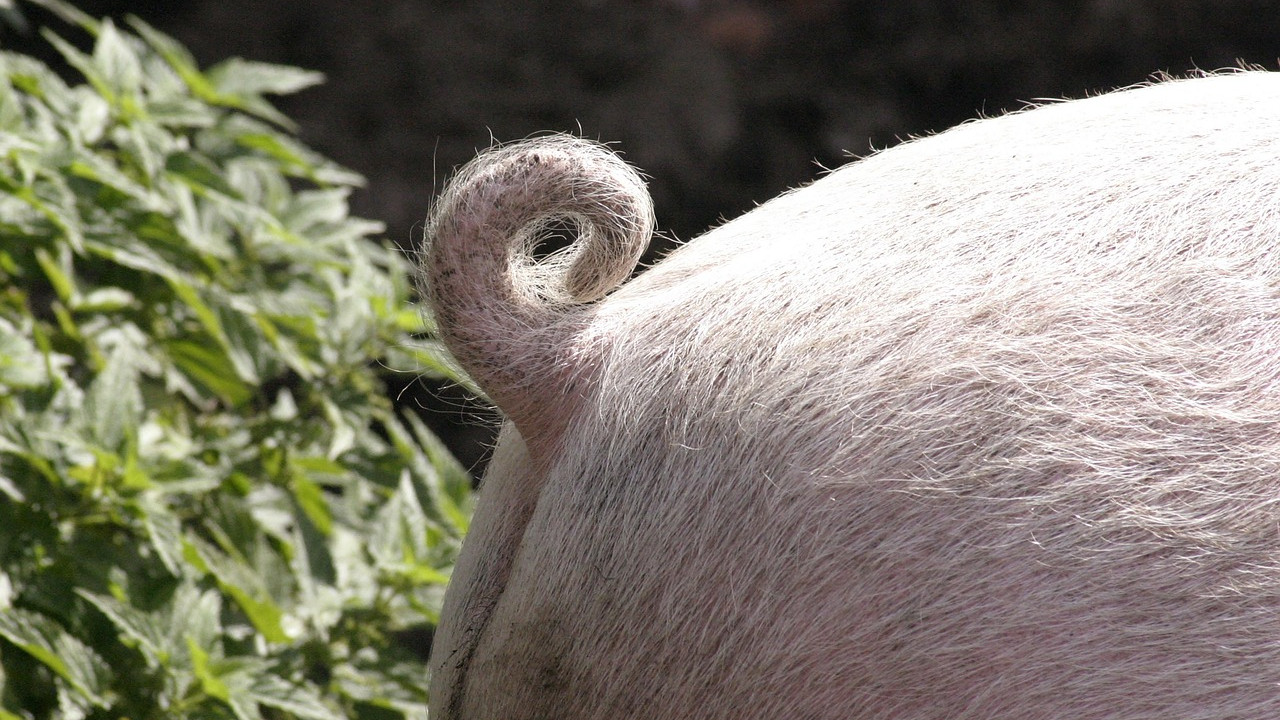 Ringelschwänzchen